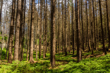 Fototapeta na wymiar Forest in Bohemian Switzerland, Czech Republic