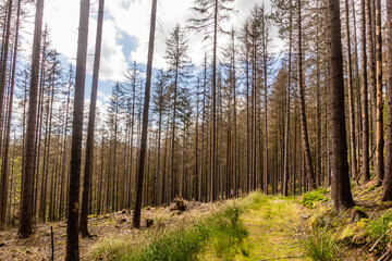 Forest in Bohemian Switzerland damaged by European spruce bark beetle, Czech Republic