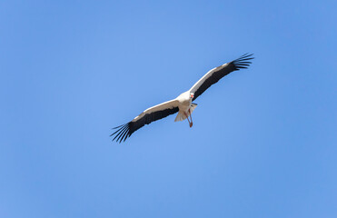 Fototapeta premium Beautiful white stork (Ciconia ciconia) flying over the blue sky. Migratory birds that spend more and more time in southern Europe. They build their nest by picking up branches with their beaks.