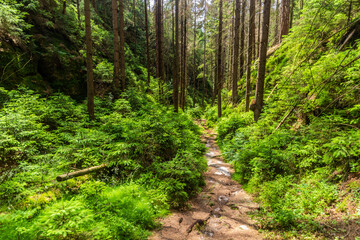 Obraz premium Hiking trail in a forest in the National Park Bohemian Switzerland, Czech Republic