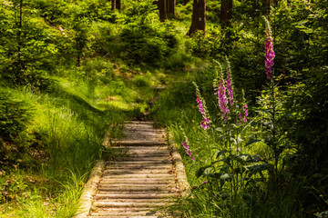 Foxglove (Digitalis purpurea) in a forest in Bohemian Switzerland, Czech Republic