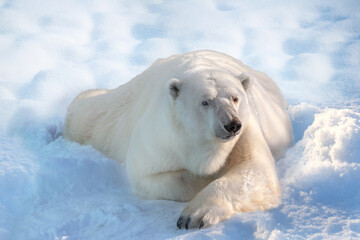 Polal bear lies in white snow