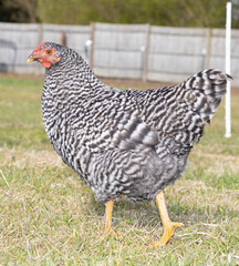 Black and white chicken hen walking on a field