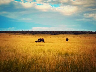 Mother herding young elephant 