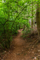 Obraz premium Hiking trail in the Protected Landscape Area Kokorinsko - Machuv kraj, Czech Republic