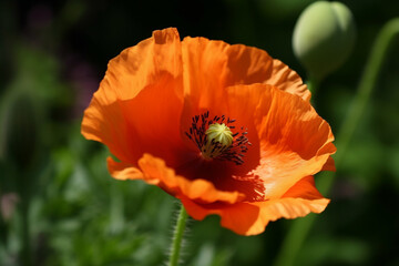 Fototapeta premium Orange poppy flower generative AI