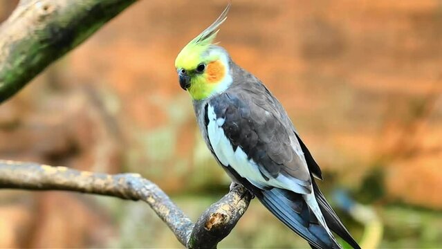 Funny outlet bird videos