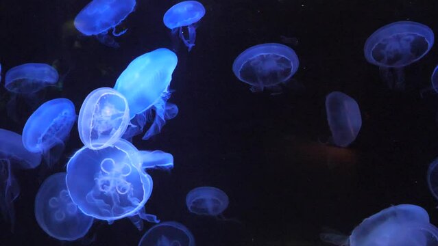 Moon Jellyfish in Blackened Tank with Blue Light
