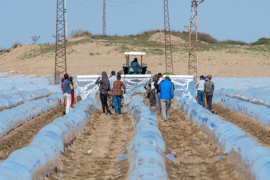 Field sowing time, farmers and farm workers applying nylon greenhouse for watermelon