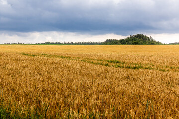 Cereal field in the Czech Republic