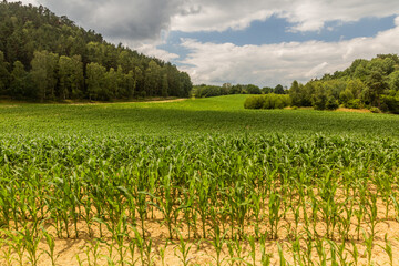 Fototapeta na wymiar Corn field in the Czech Republic