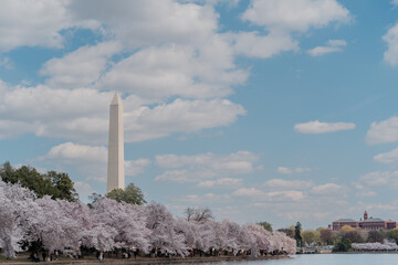 Cherry blossoms in Washington D.C.