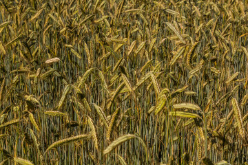 Detail of a field of unripe rye