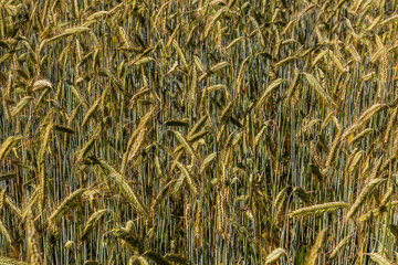 Detail of a field of unripe rye