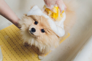 bathing the dog in the pomeranian dog hairdresser.