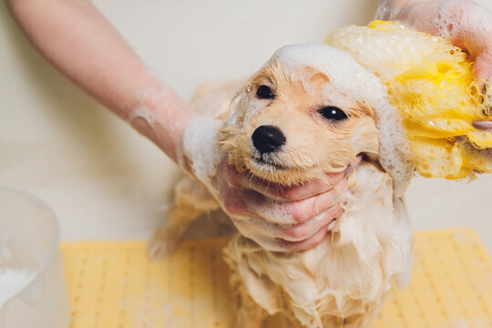 bathing the dog in the pomeranian dog hairdresser.