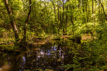 Marshy area in the Protected Landscape Area Kokorinsko - Machuv kraj, Czech Republic