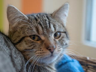 A cute rescued cat kitten closeup in jena germany