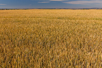 View of a field of wheat in the Czech Republic