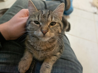 A cute rescued cat kitten closeup in jena germany