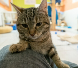 A cute rescued cat kitten closeup in jena germany