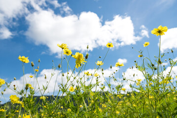 Fototapeta na wymiar Beautiful meadow with fresh grass and yellow flower in nature against blurry blue sky with clouds, spring, summer, perfect natural landscape.