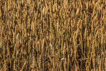 Detail of a field of wheat