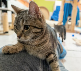 A cute rescued cat kitten closeup in jena germany