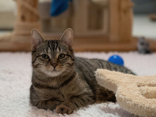 A cute rescued cat kitten closeup in jena germany