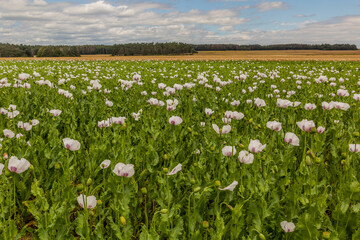 Field of poppy in the Czech Republic