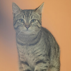 Obraz premium A cute rescued cat kitten closeup in jena germany
