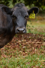 Vacas j&oacute;venes lecheras en una granja con pastos verdes y frescos. Young dairy cows on a farm with fresh green pastures