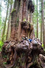 Obraz premium Forest on Vancouver island