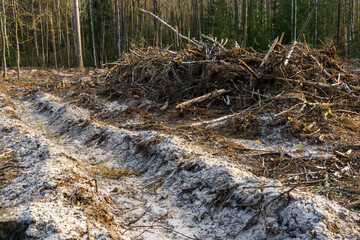 Cutting down trees. Deforestation and harvesting of wood for import. A lifeless field after cutting down trees. Forest summer landscape.