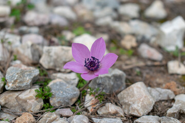 Closeup of small purple flower growing among rocks and stones