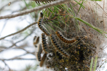 Nest of the Pine Processionary Caterpillar