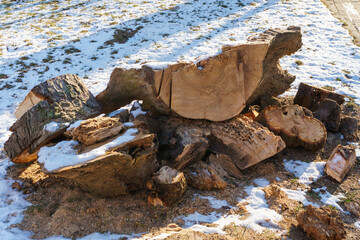 Cutting down trees and stumps in the city. A severed stump near the sidewalk. Improvement of the territory and infrastructure of the city.