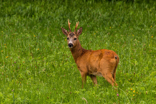 European roe deer (Capreolus capreolus) in the Czech Republic