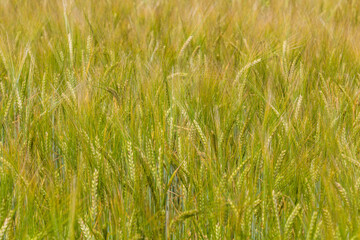 Detail of barley field in the Czech Republic