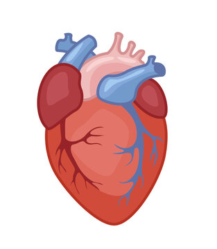 Human heart vector icon on white background