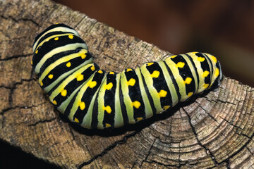 Macro of a large Eastern Black Swallowtail Caterpillar instar (Papilio polyxenes), posterior dorsal view. Long Island, New York.