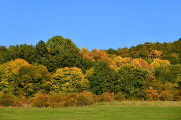 Fototapeta premium Bäume im Wald mit toller Herbstfärbung