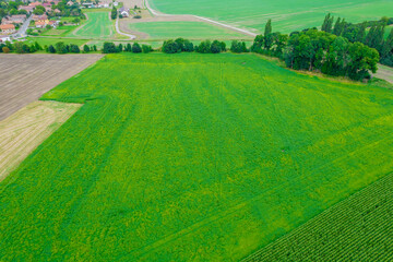 Top view of green field, countryside, growing crops, agribusiness and agricultural market.