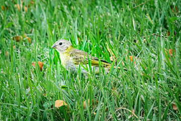 Belgian canary bird perched on green grass.