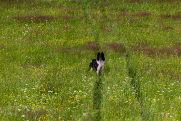 Naklejka na ściany i meble Collie breed dog on a meadow