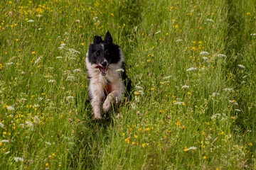 Collie breed dog running on a meadow