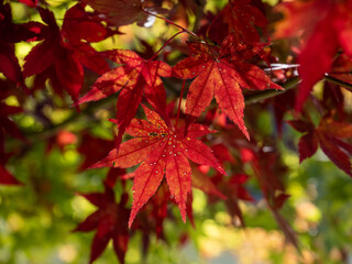 Close-up shot of red Japanese maple leaves on a branch in fall