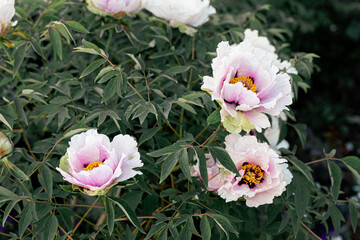 Fresh peonies in the garden.