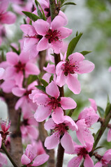 A peach blossoms on a tree branch