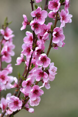 A peach blossoms on a tree branch